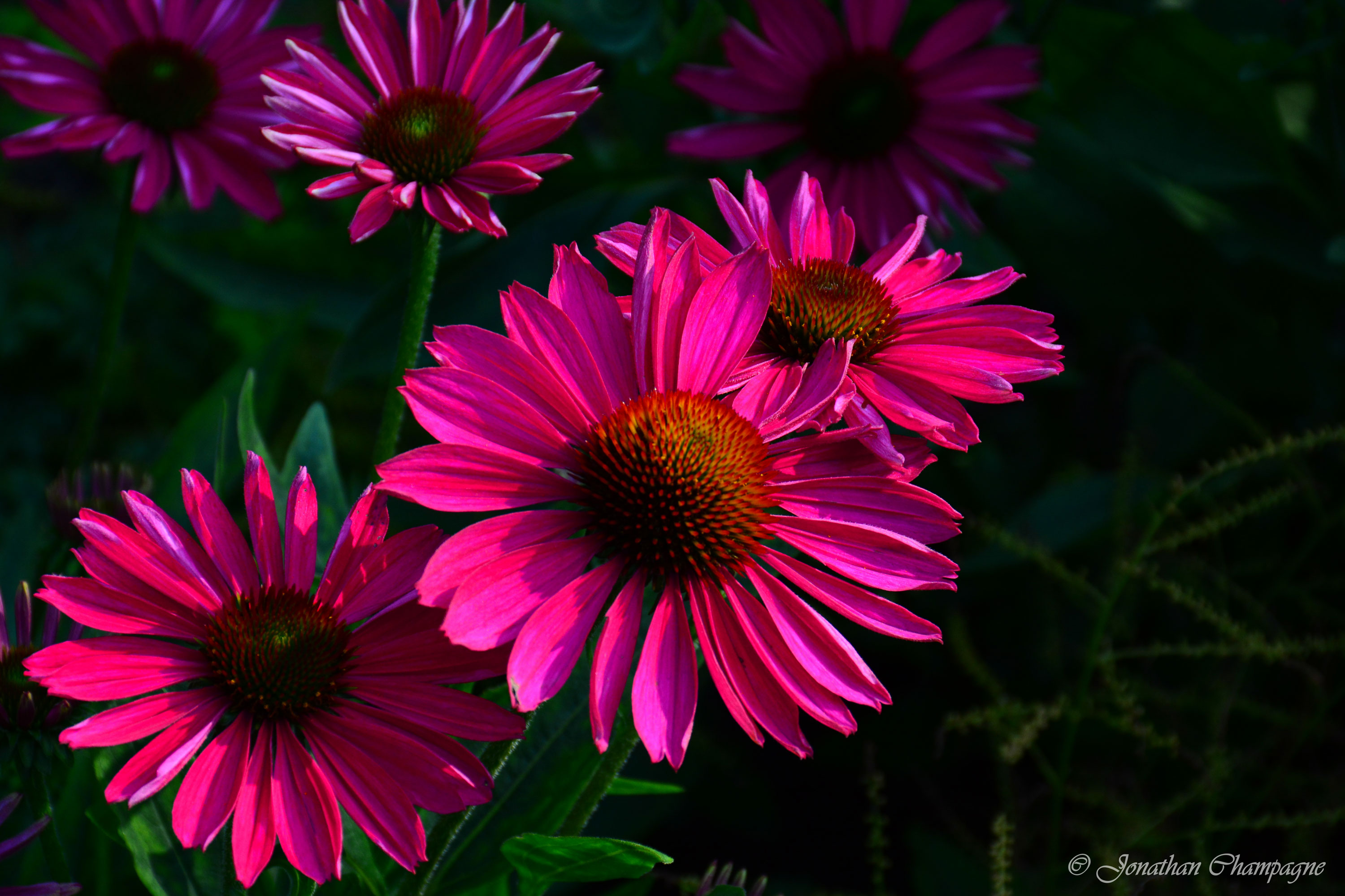 Fleurs