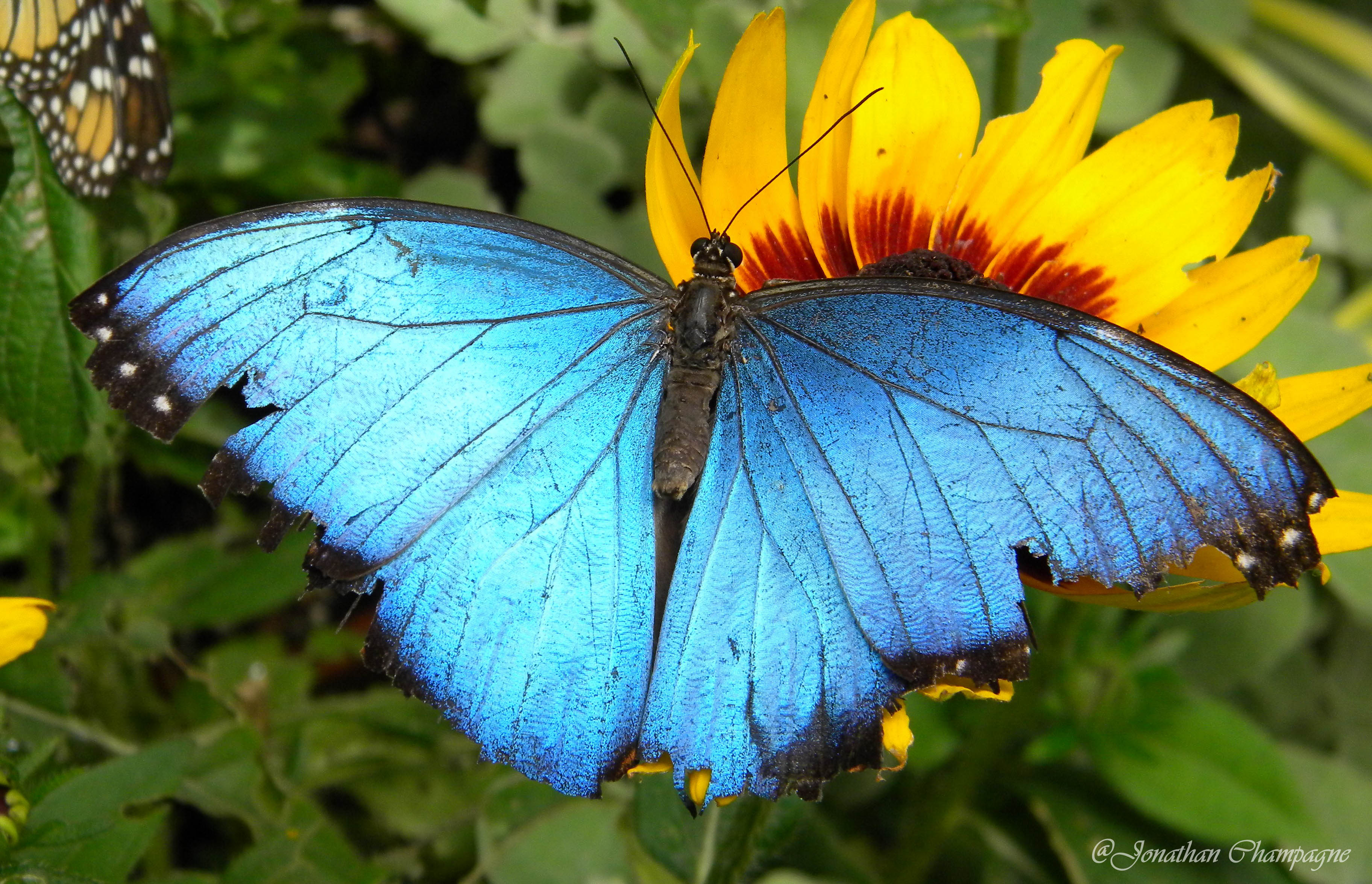 Papillon