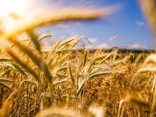Sustainable Agriculture Summit