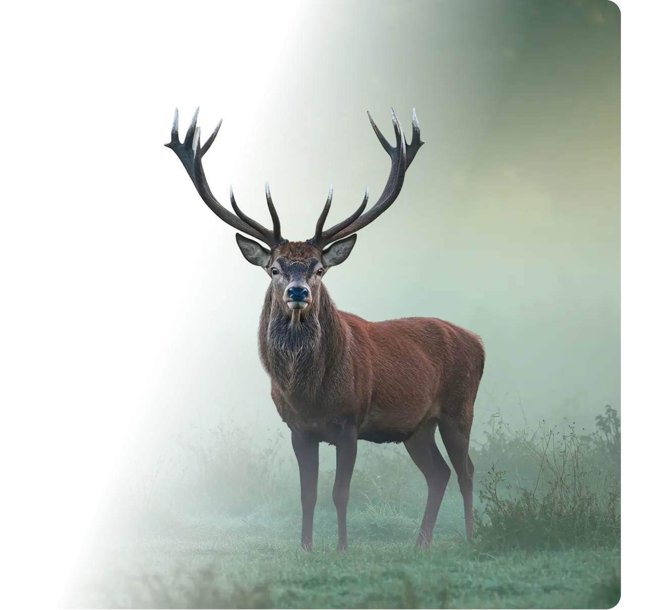 Berater mit Kopfhörern vor dem Bildschirm