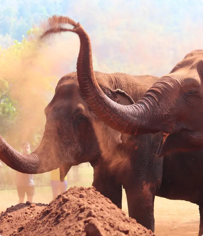 Two elephants swing their trunks, tossing red sand into the air.