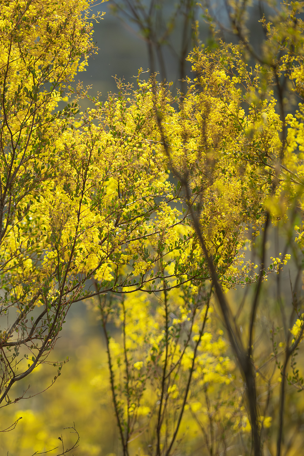 Rylstone Wattle