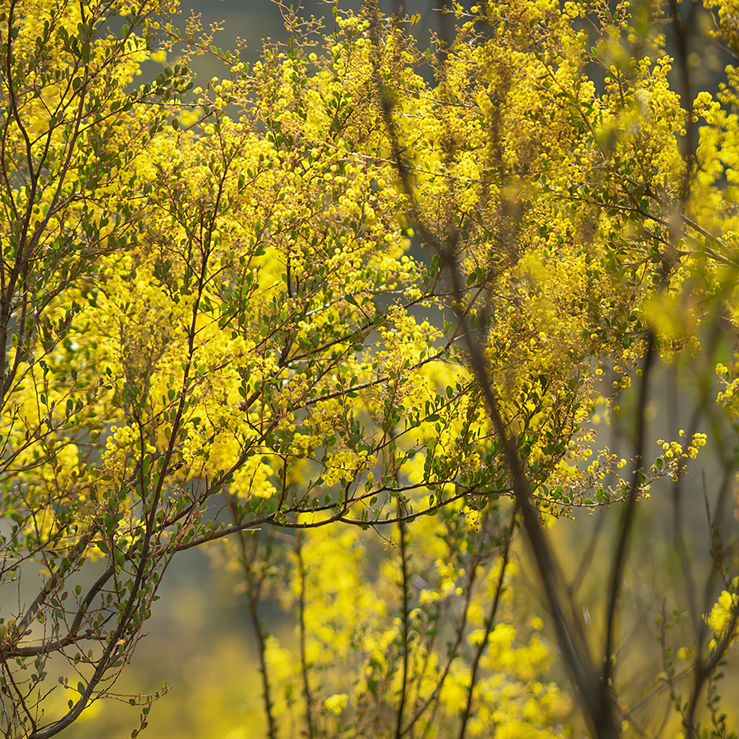 Rylstone Wattle