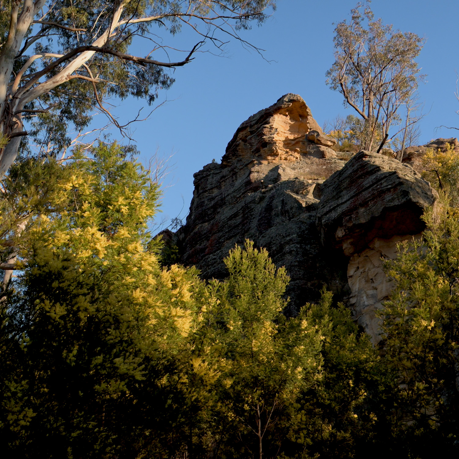 Rylstone Wattle Video