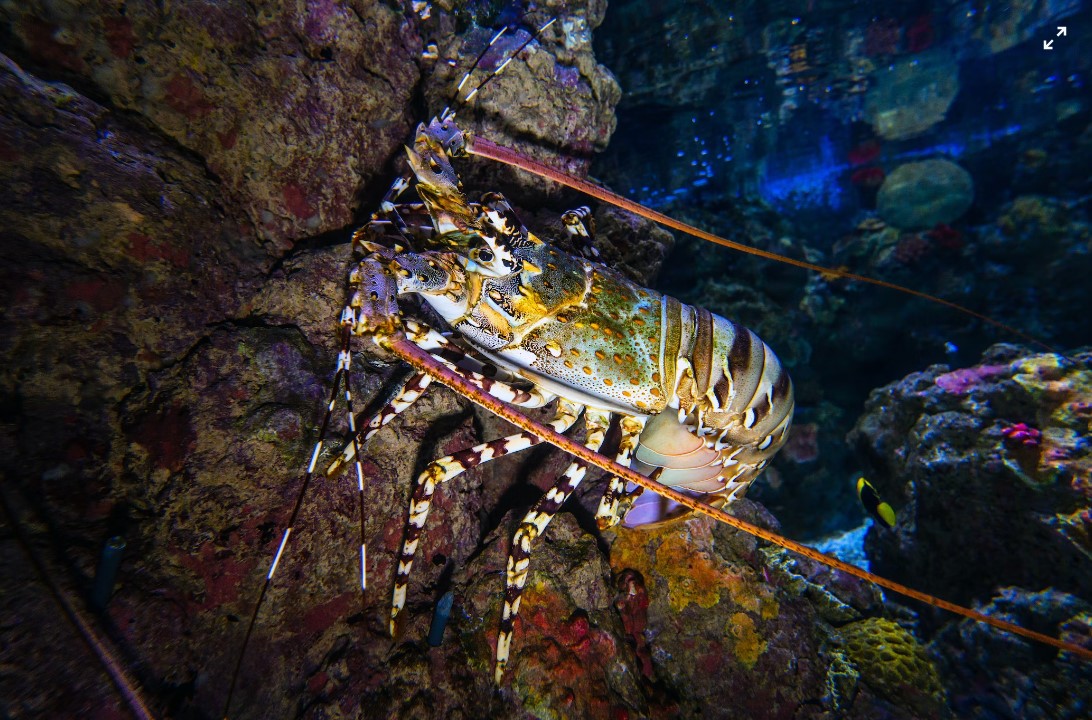 Lobster