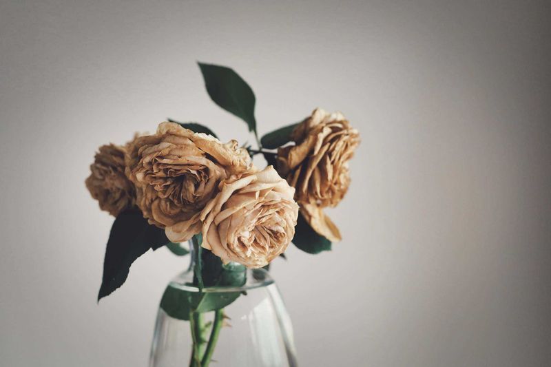 Drown Long Roses 5 best ways to dry roses so they last forever