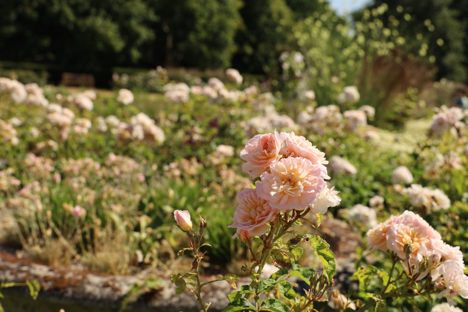 Greenwich's Rose Garden Returns, David Austin peach garden roses at the  Greenwich Park on a sunny day 