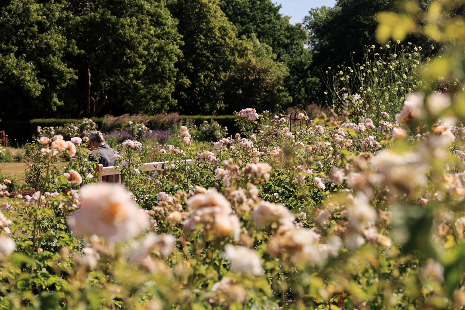 Sea of David Austin roses at the Greenwich's Rose Garden,  By the Smell of roses