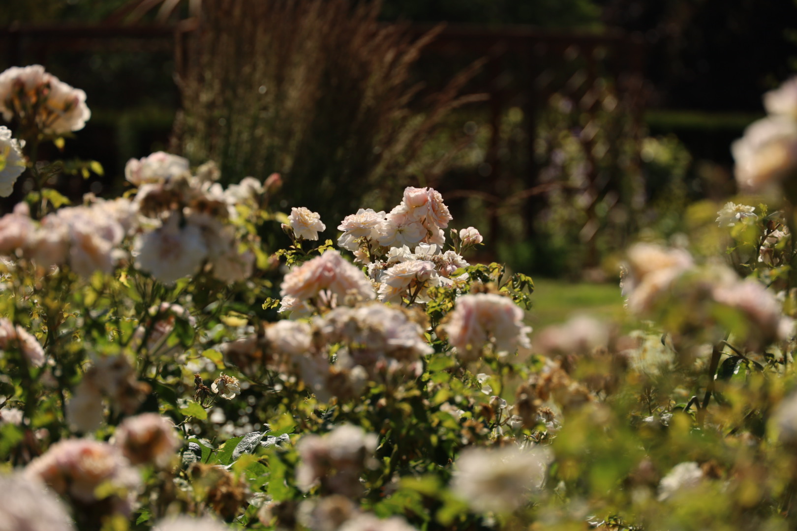 Three-Year Transformation Worth the Wait, Best London Rose gardens, by the smell of roses