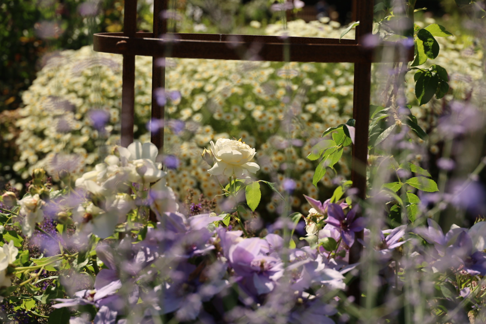 Greenwich's Rose Garden Returns: A Three-Year Transformation Worth the Wait, Best London Rose gardens, by the smell of roses