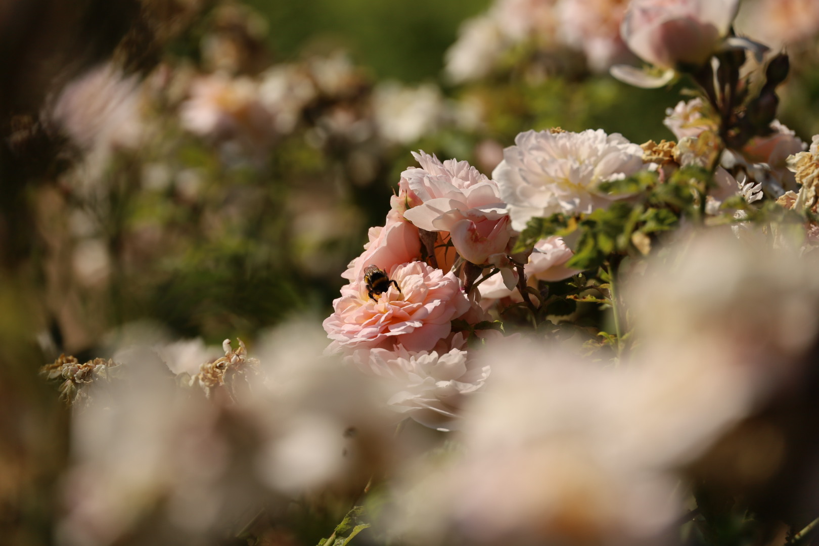 Greenwich rose garden, David Austin pink roses with a bee,  Best London Rose gardens, by the smell of roses