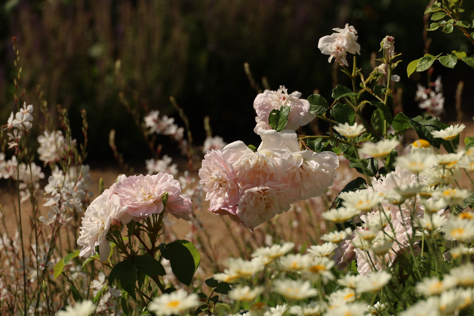 Three-Year Transformation Worth the Wait, Best London Rose gardens, by the Smell of roses