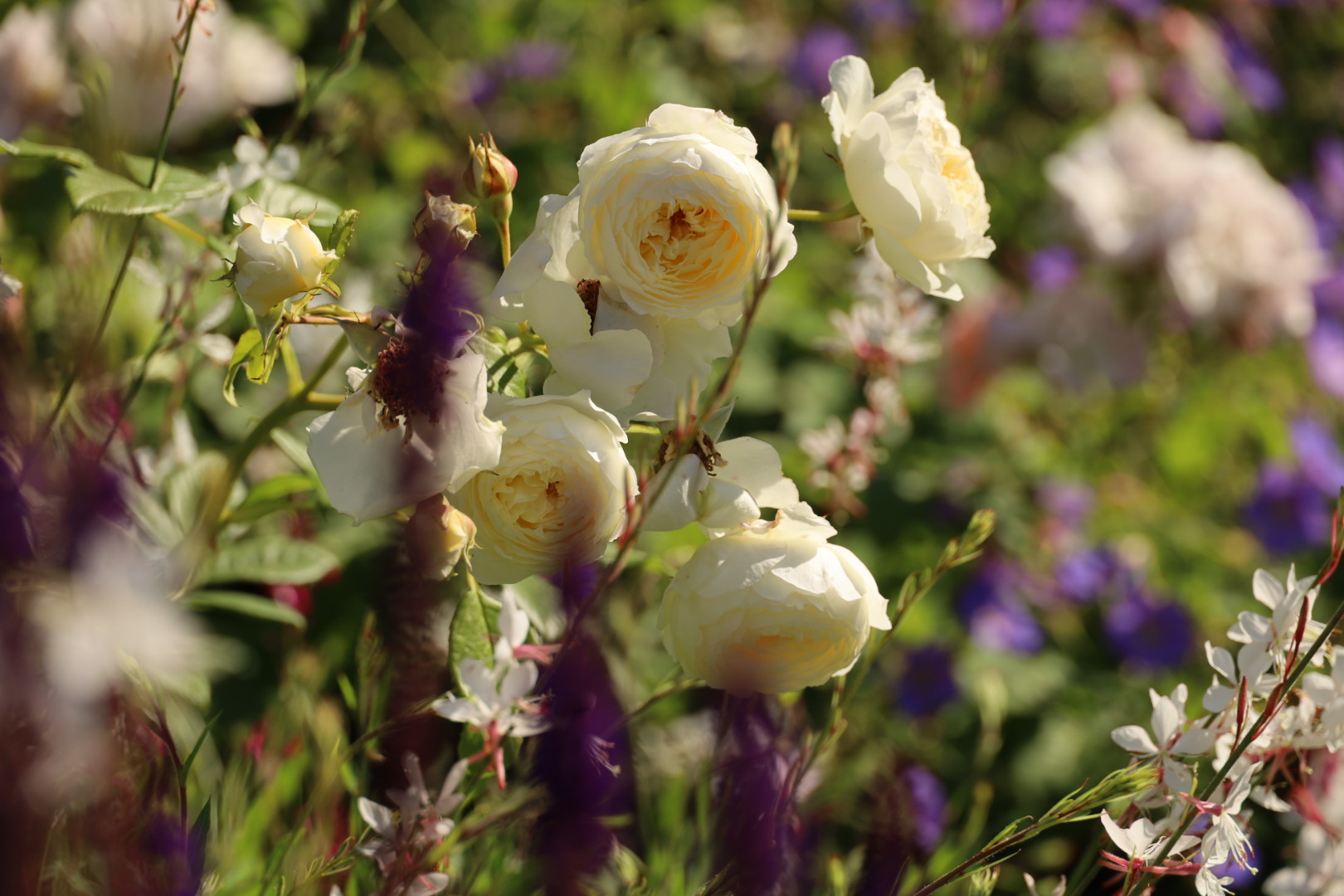 Three-Year Transformation Worth the Wait, Best London Rose gardens, by the smell of roses