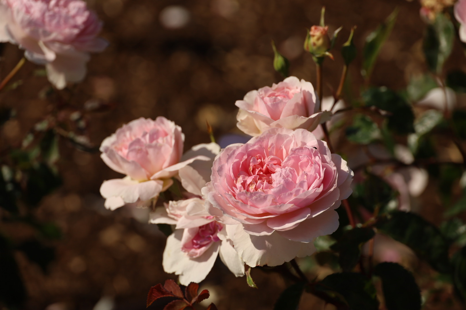 Three-Year Transformation Worth the Wait, Best London Rose gardens, by the smell of roses