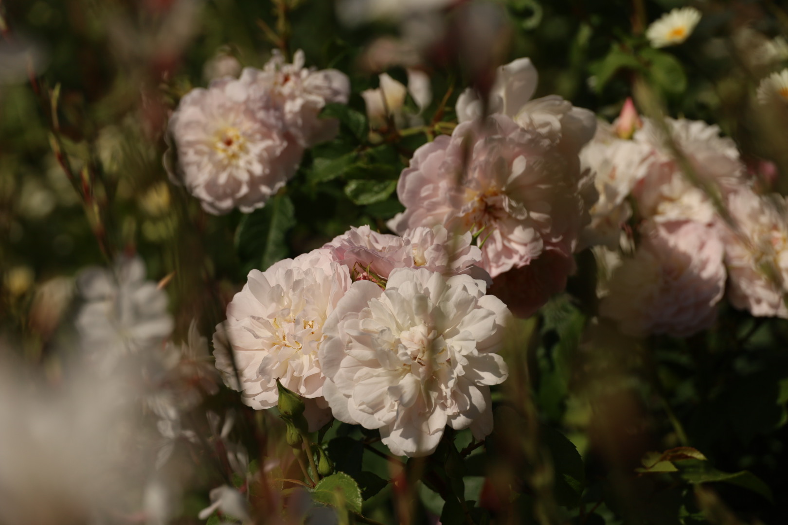 Greenwich Rose garden 