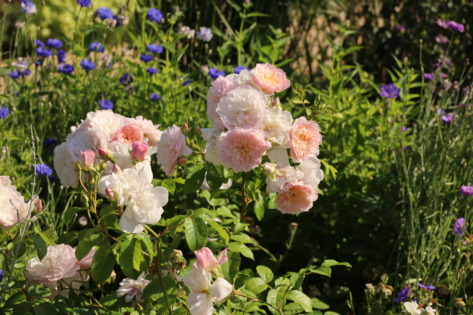 Greenwich Rose Garden, Royal Parks London, David Austin Roses in London parks