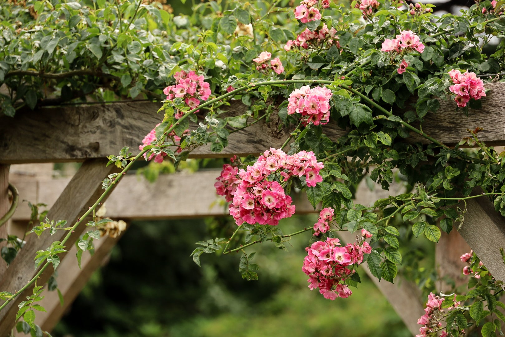 Rosa American Pillar, Climbing rose at the Richmond Rose garden, Pembroke Lodge