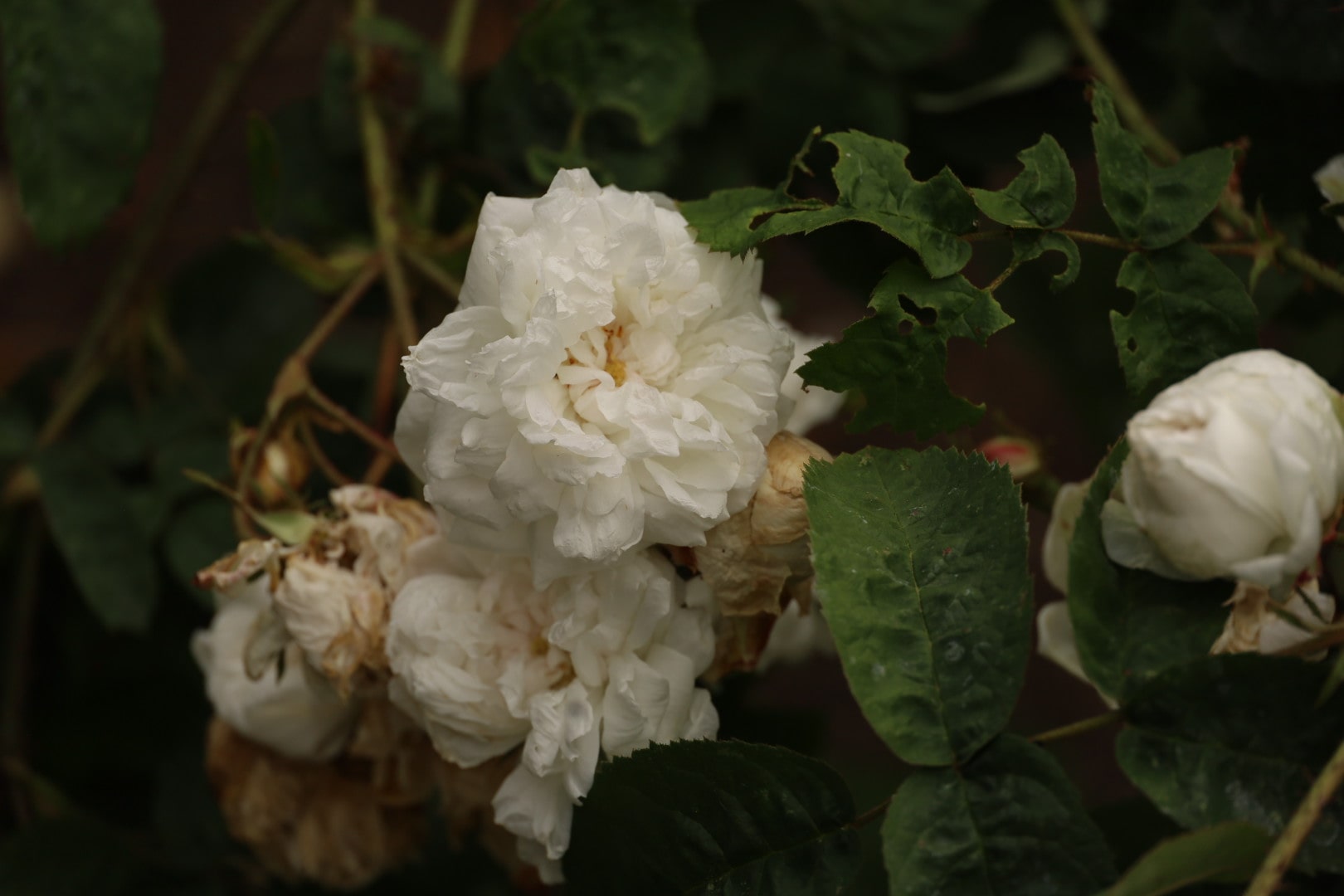 Rosa Alba Maxima, Old rose at the Pembroke Lodge Rose Garden: Your Complete Reference o Richmond Park's Most Fragrant Blooms 