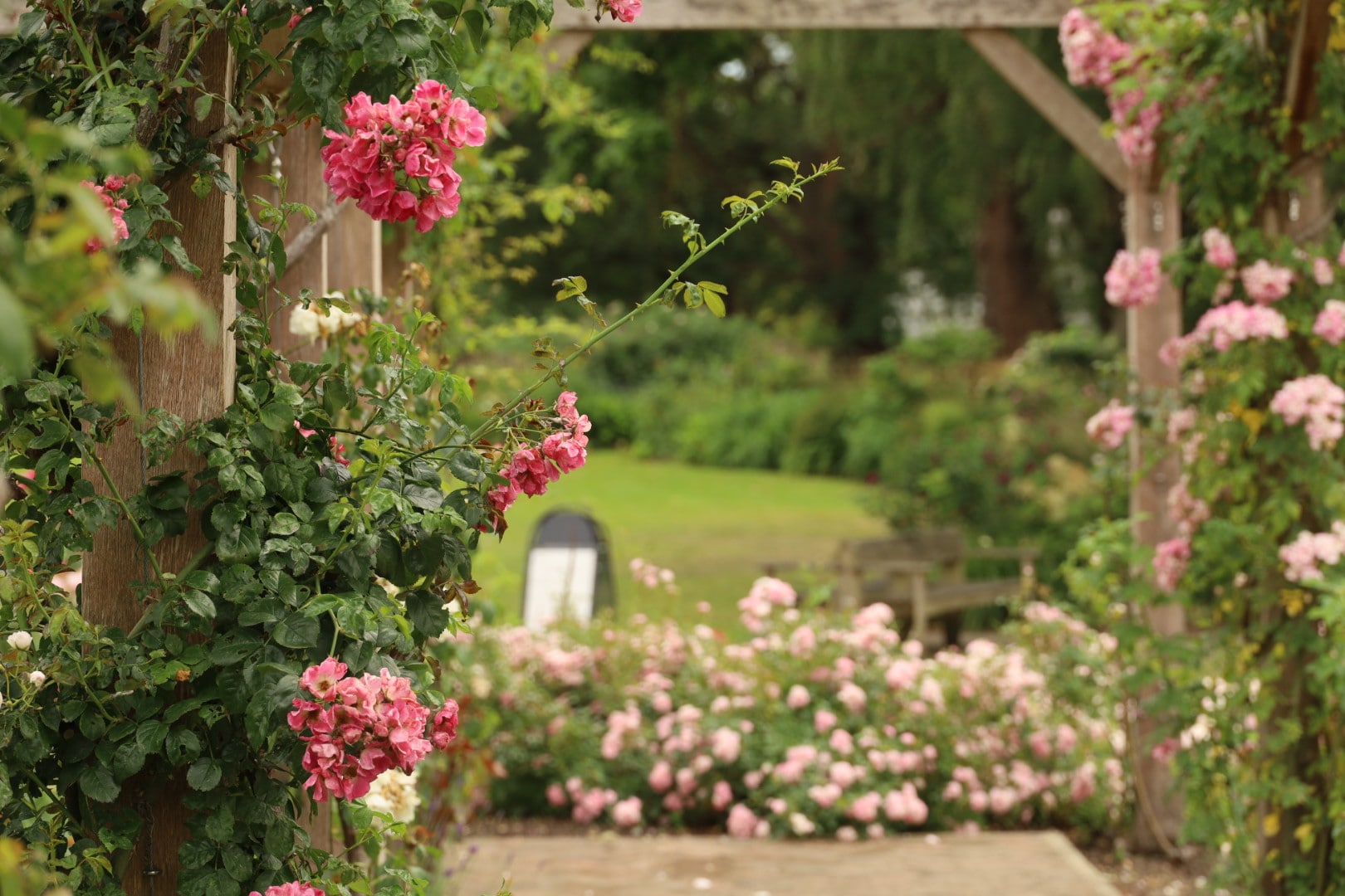 Bright pink Rosa American Pillar at the Pembroke Lodge Rose Garden