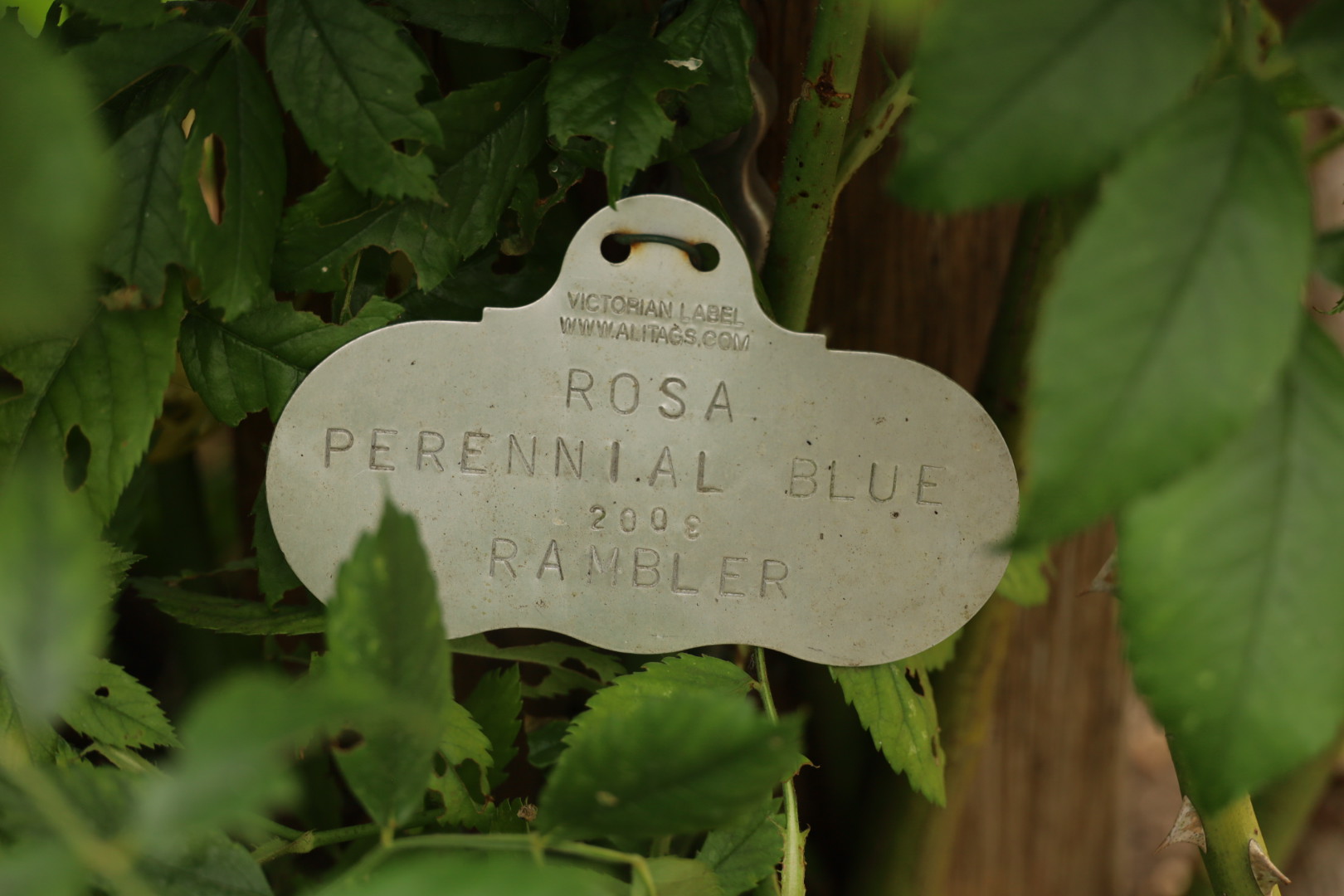 Rose tag at the Richmond's Rose Garden, Alitags, metal rose tag, Pembroke Lodge