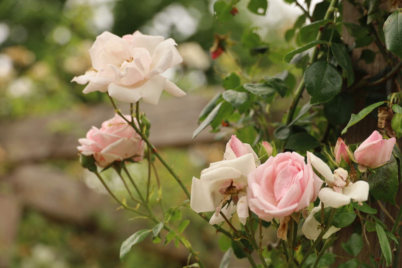 Climbing rose New Down at the Pembroke Lodge Rose Garden