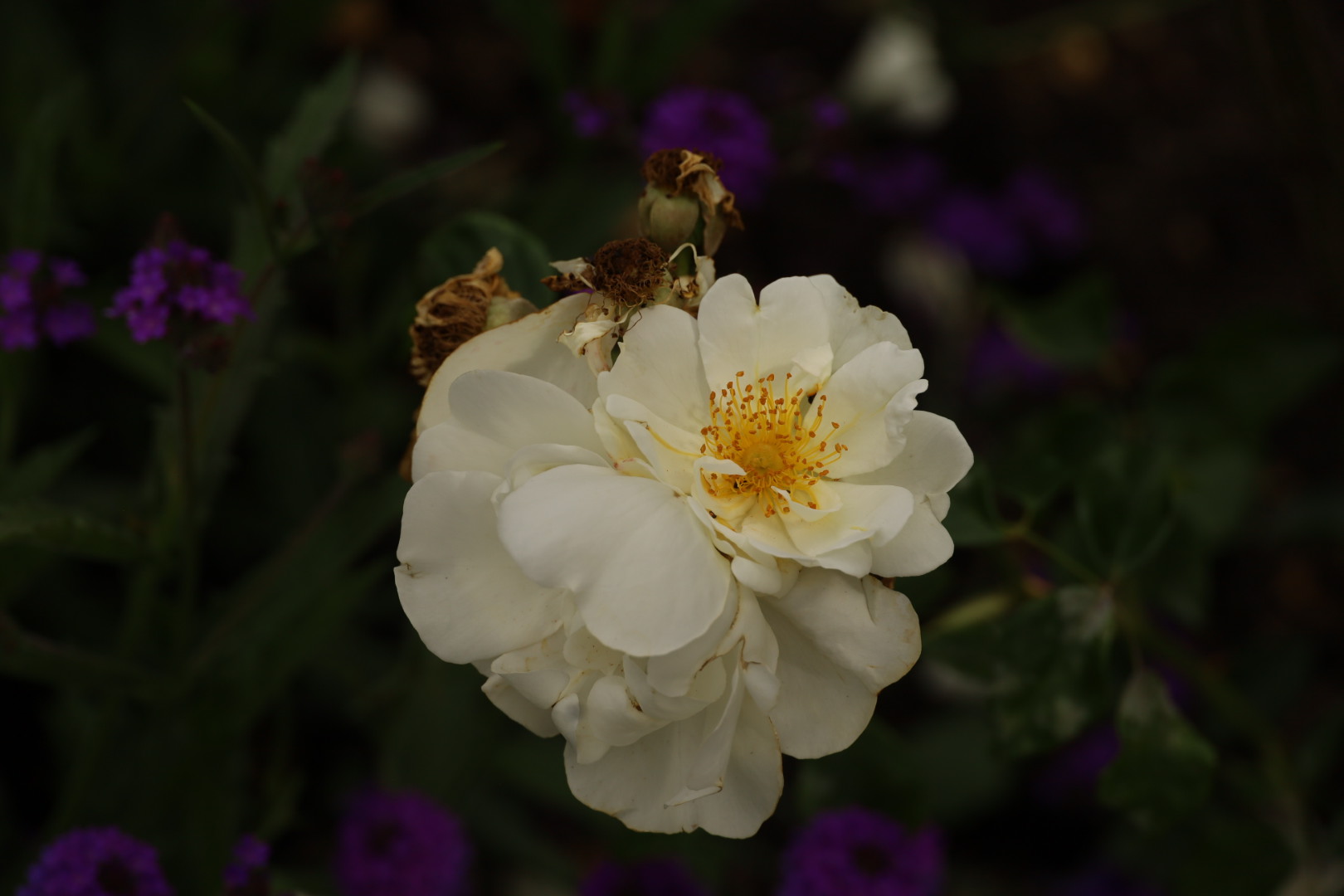 Rosa City of York - Climbing Rose, Pembroke Lodge Rose Garden, Richmond Park