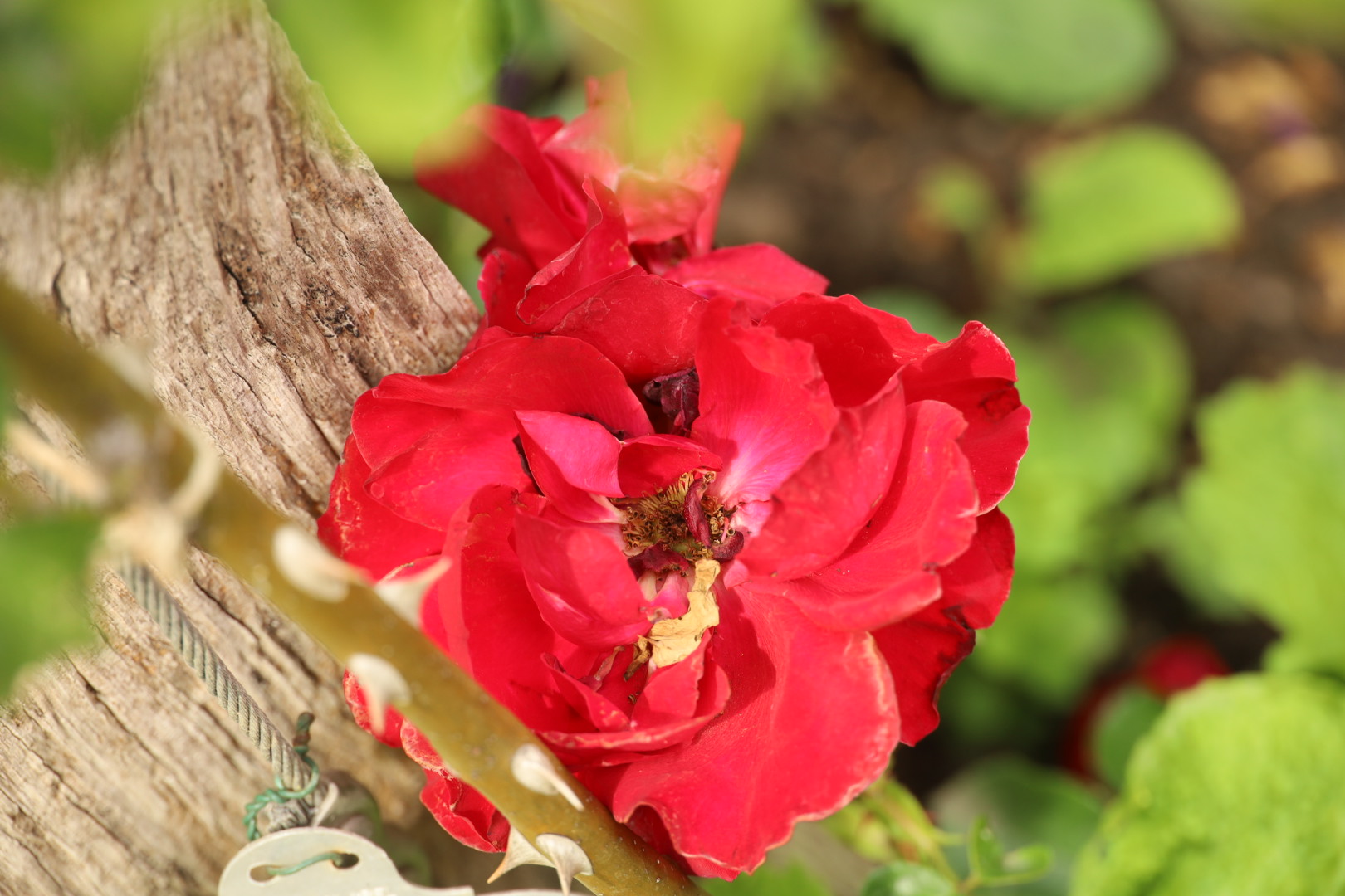 Rosa Dublin Bay, Pembroke Lodge Rose Garden 