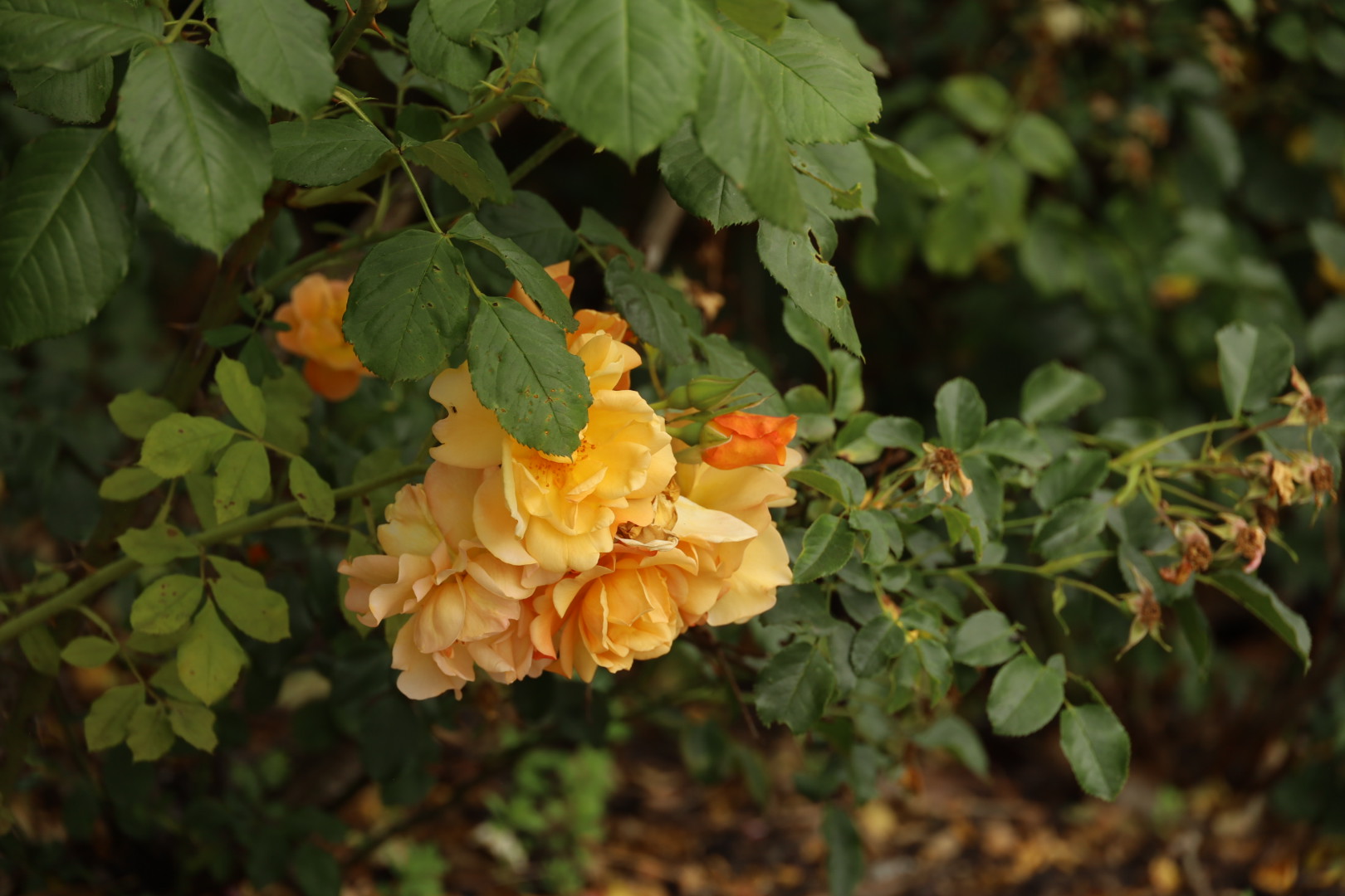 Rosa School Girl/"SchoolGirl", Pembroke Lodge Rose Garden London