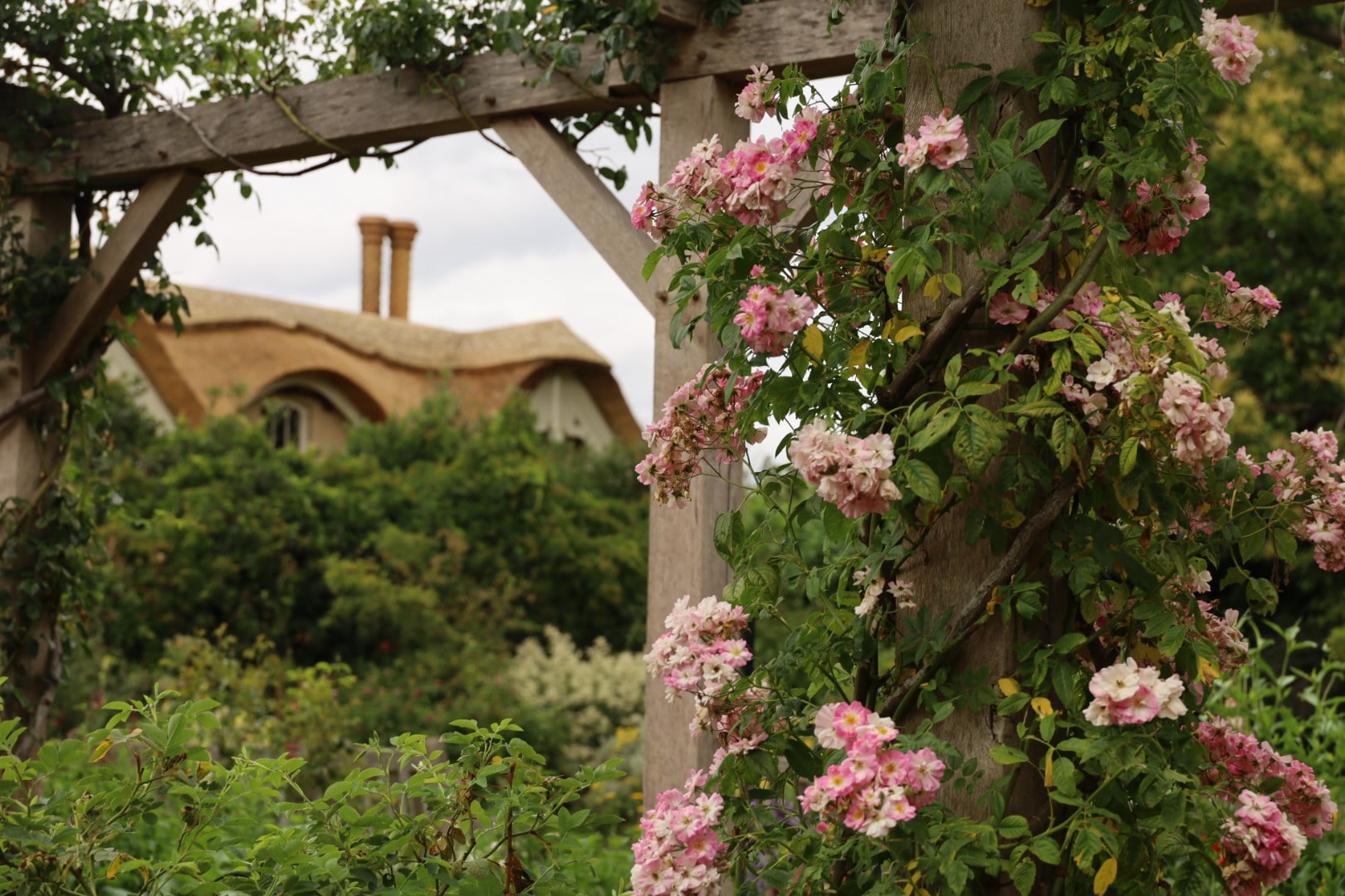 Pink Rose Blush Rambler on Rose Pergola at the Pembroke Lodge Rose Garden
