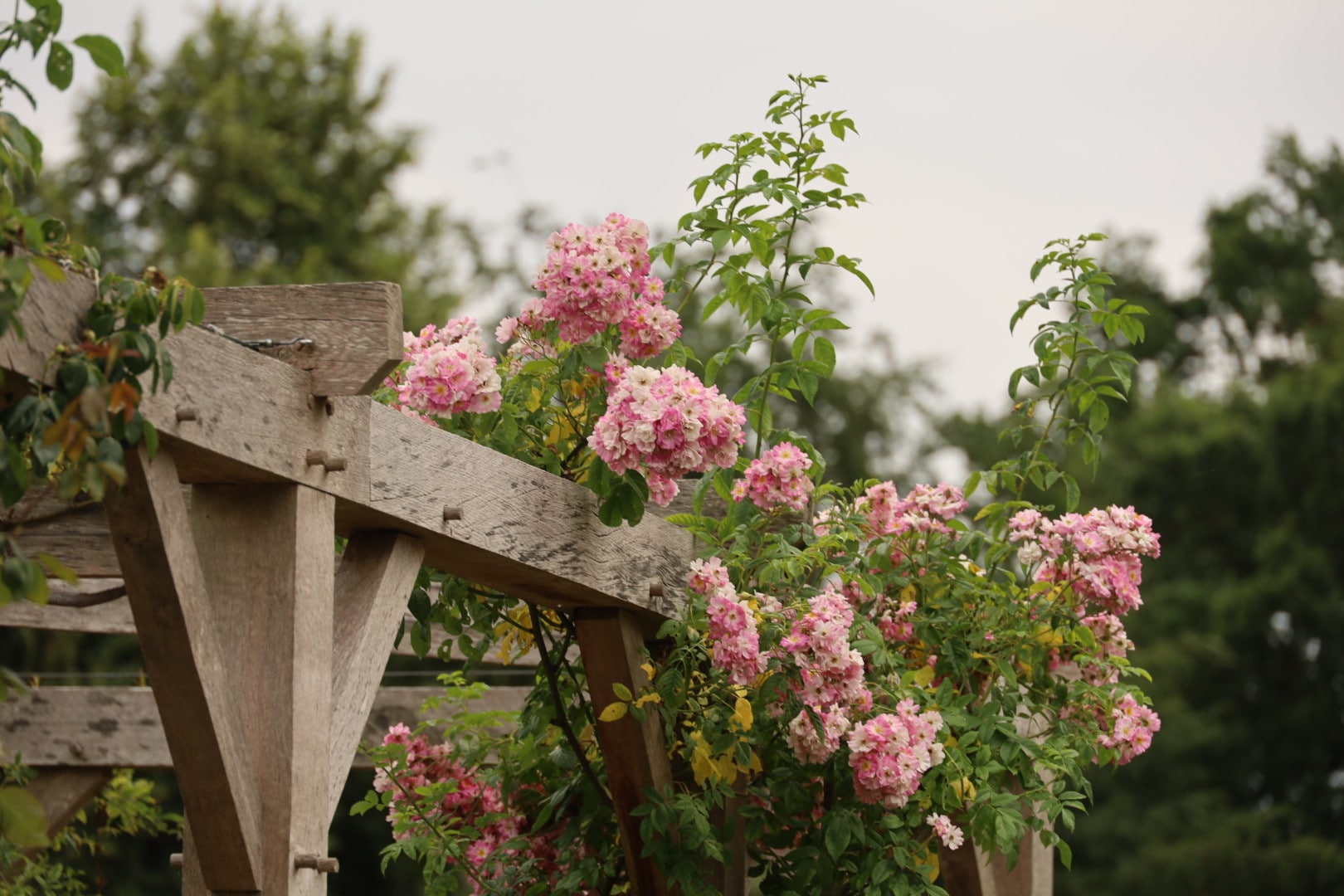 Possibly rose Blush Rambler, Pink rose on Rose Pergola at the Pembroke Lodge Rose Garden 