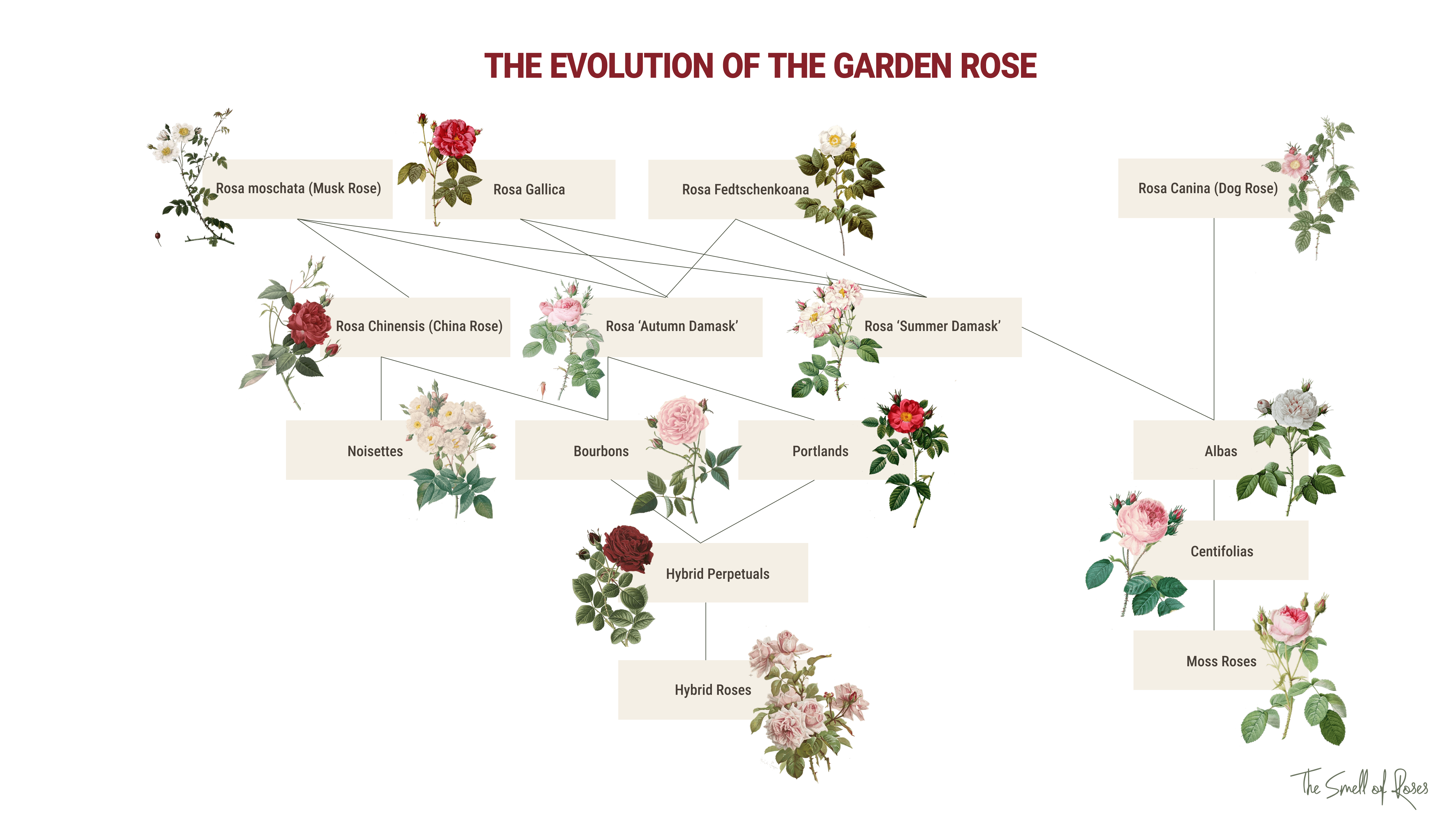 From Wild Briars to Bloom Machines: A Concise History of the Rose Evolution, Theevolution if the garden rose, Rose evolution map, Rose history 
