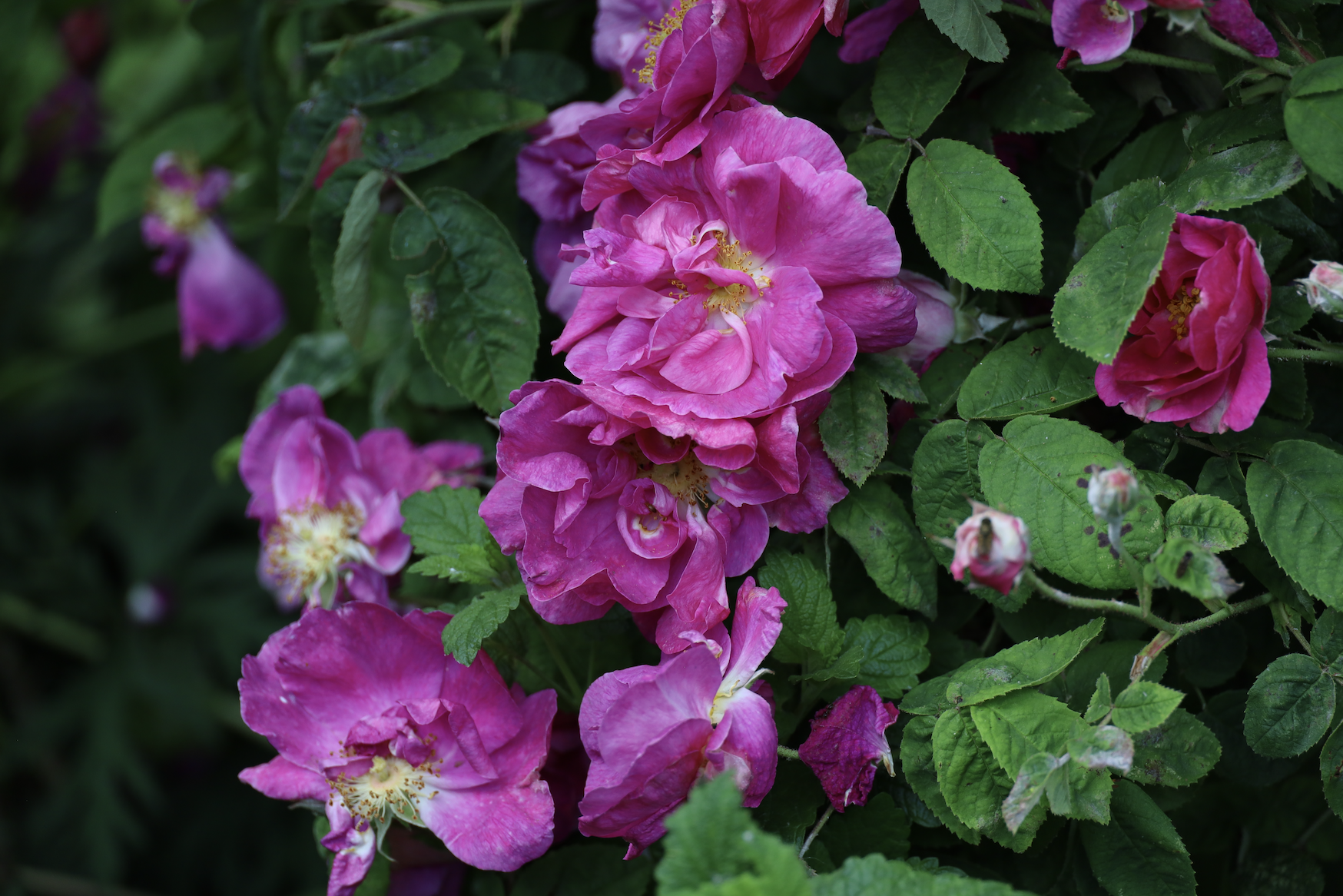 History of the rose evolution, Rosa Gallica 'Officinalis', also known as "Apothecary's Rose" 