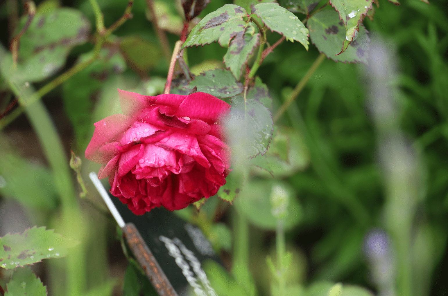 History of the rose evolution, China Rose "Crmoisi Supérieur"
