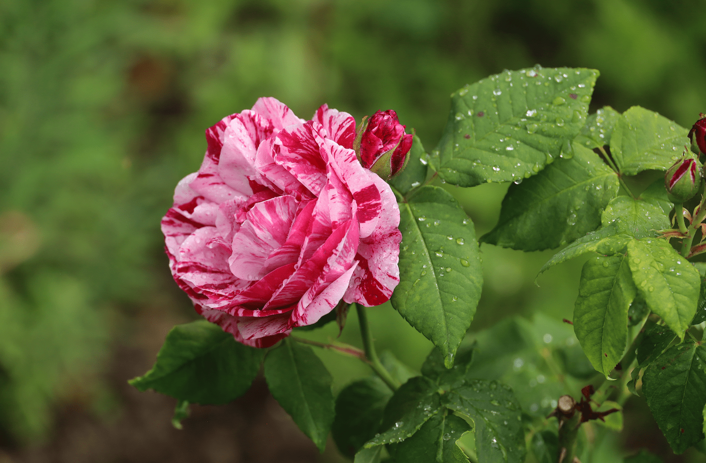 History of the garden rose evolution, Rosa 'Ferdinand Pichard',  Burbon rose