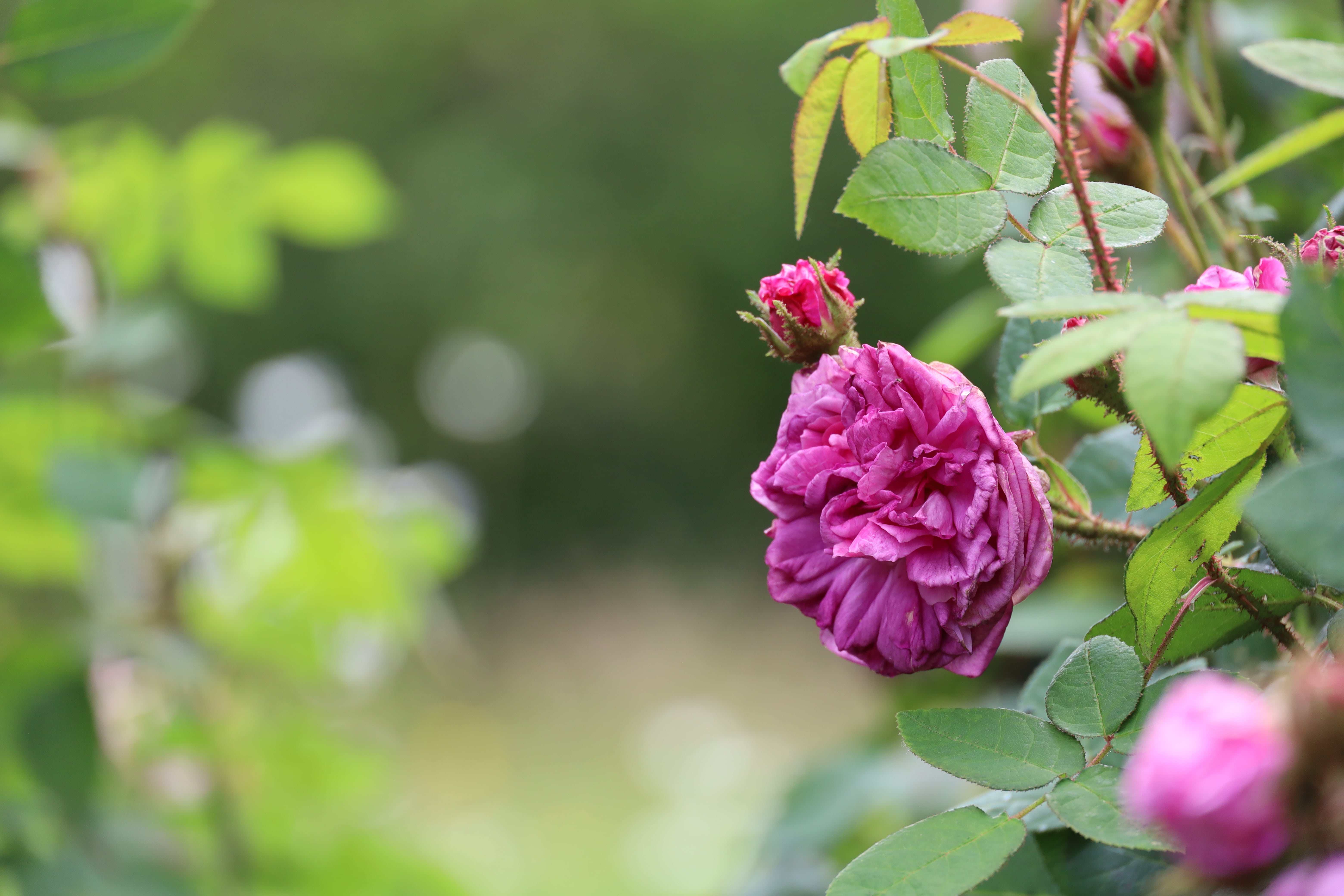 From wild briars to bloom machines a concise history of the rose evolution, Moss Rose Jeanne de Montfort