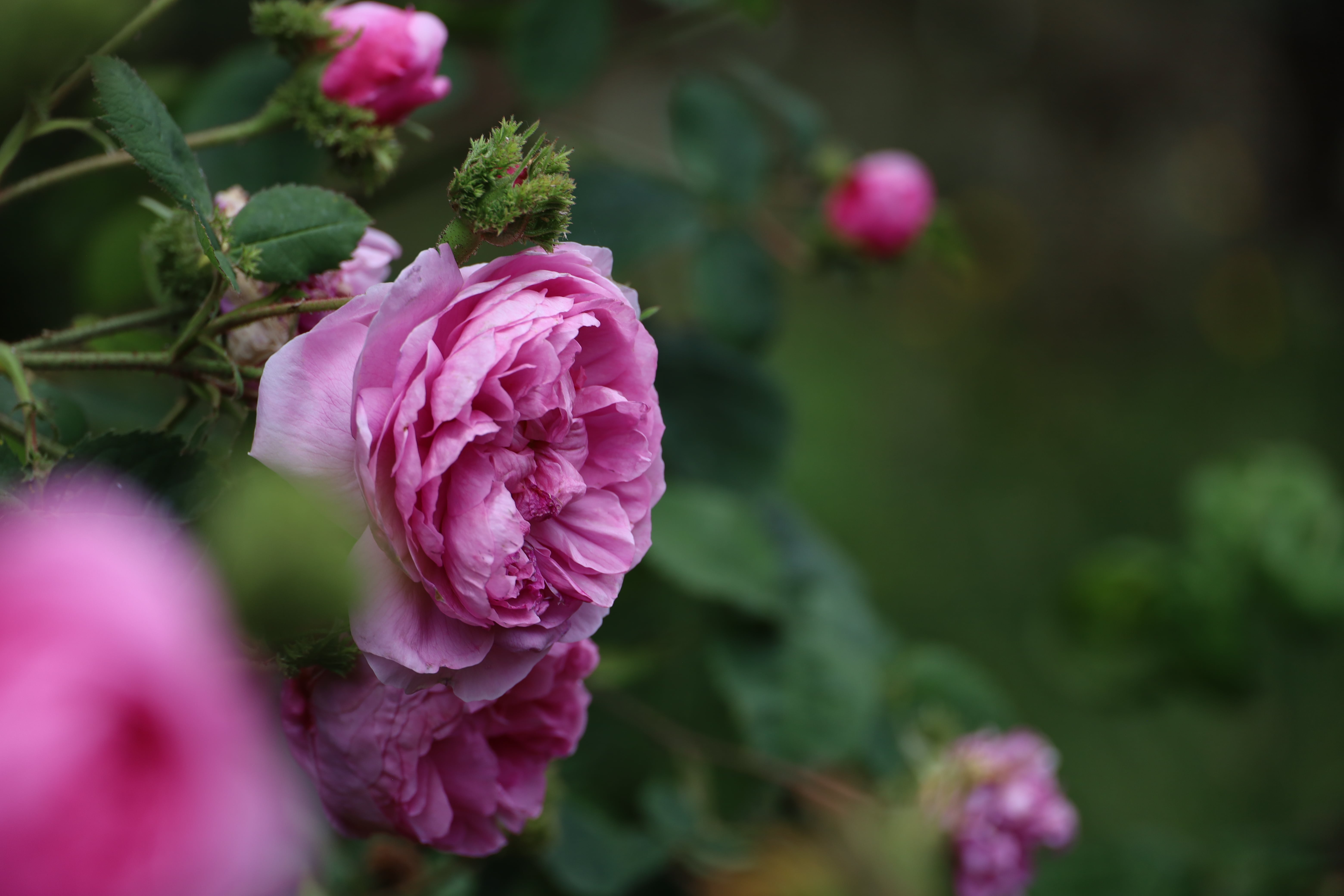 Centifolia and Moss Rose  Chapeau de Napoléon, History of the Rose Evolution, Old roses 