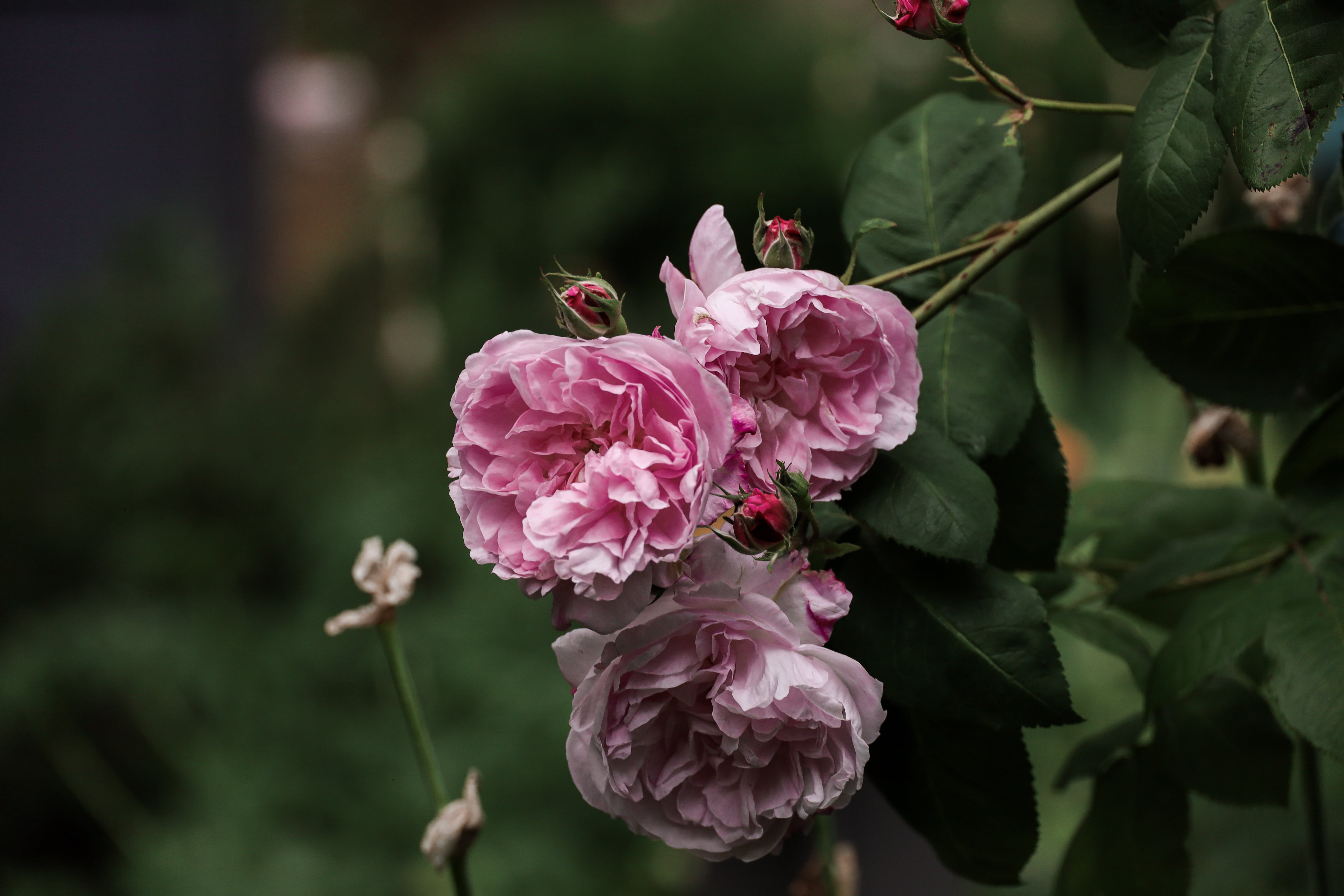 Centifolia Rose Fantin-Latour, History of the rose evolution