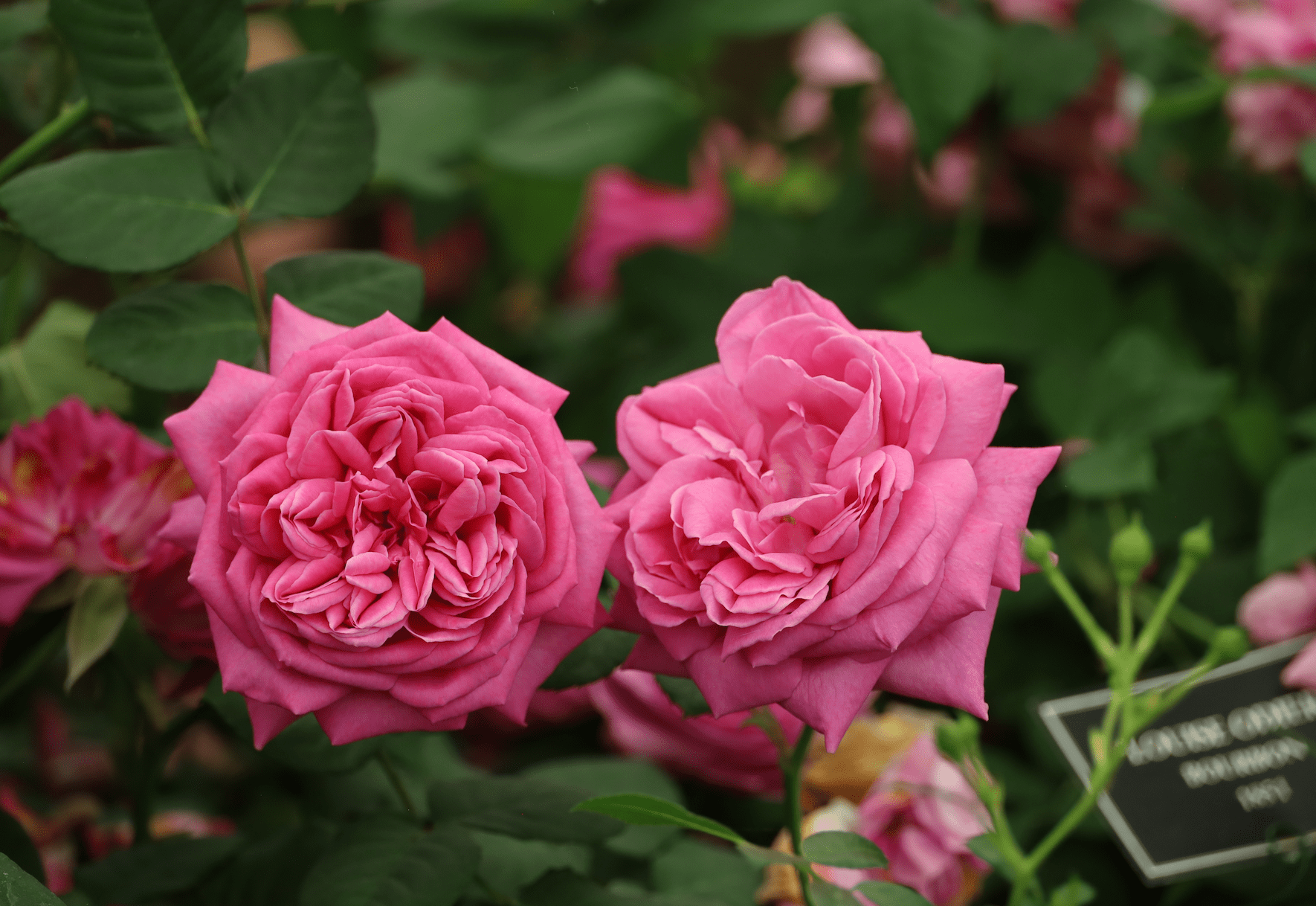 History of the rose evolution, Bourbon Rose "Louise Odier" - Old Rose 1851 