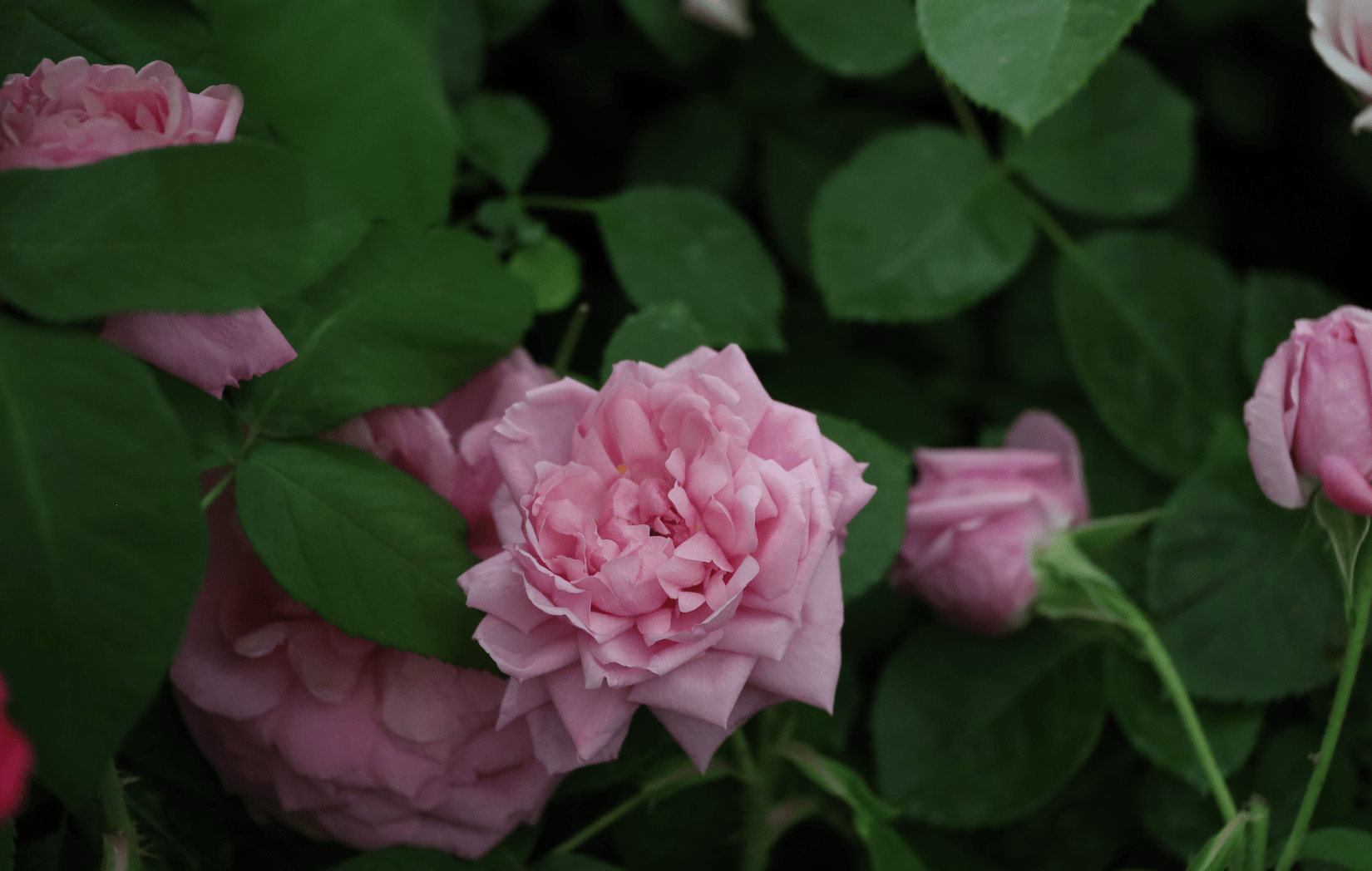 a concise history of the rose evolution, Portland Rose Comte de Chambord (Madame Boll) - introduced in 1860