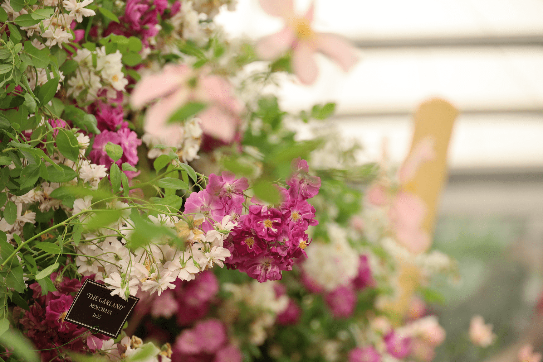 history of the rose evolution, White rose "The Garland"  Moschata