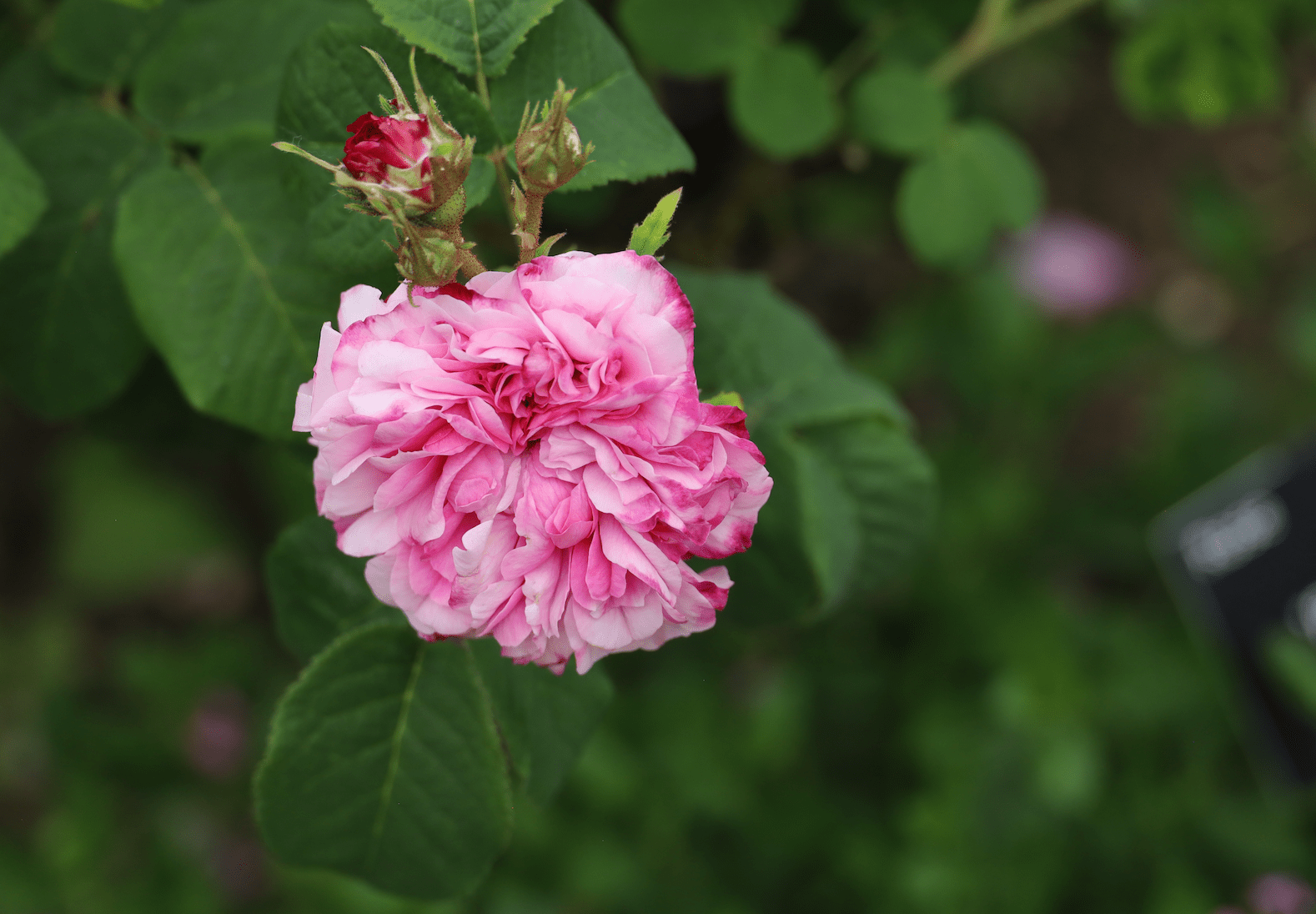 History of the garden rose evolution , Damask Rose Leda - introduced in 1827