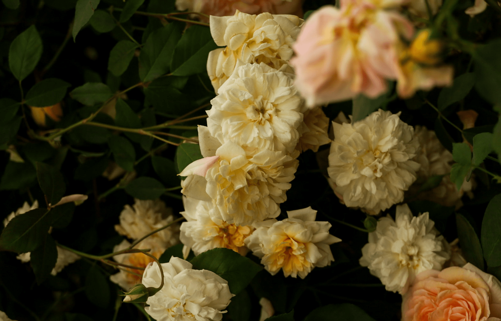 History of the Rose evolution, Noisette Rose "Alister Stella Grey" introduced in 1894