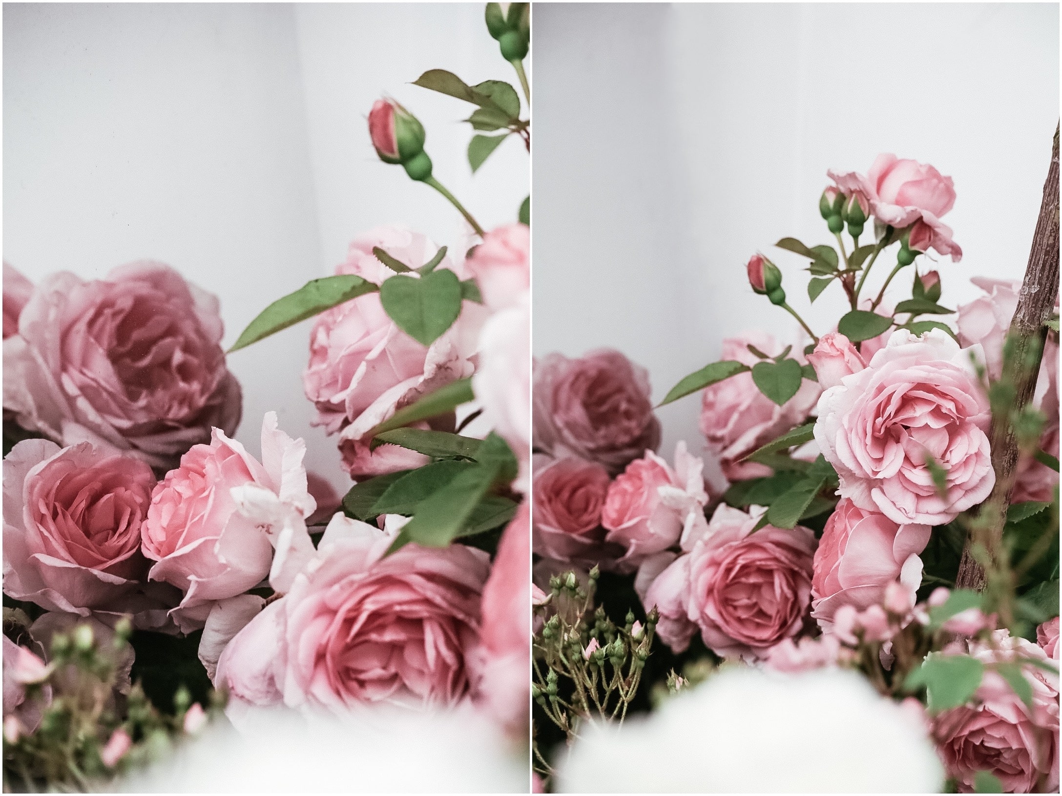 History of the rose evolution, Hybrid Tea Rose - "Mom in a Million"