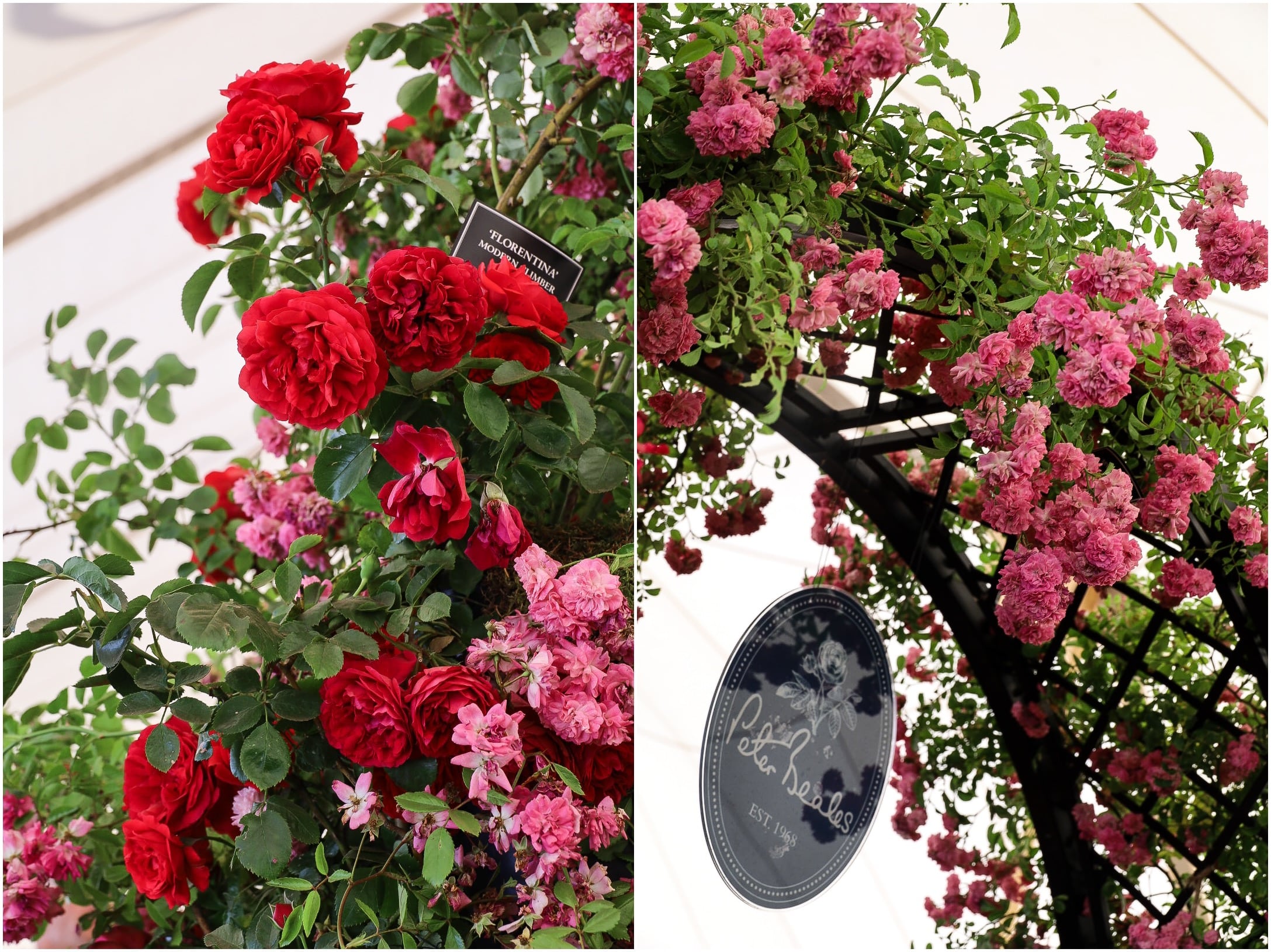 Peter Beales Roses, Hampton Court Rose Festival 2025: A Complete Guide to the Spectacular Rose Displays, RHS 2025
