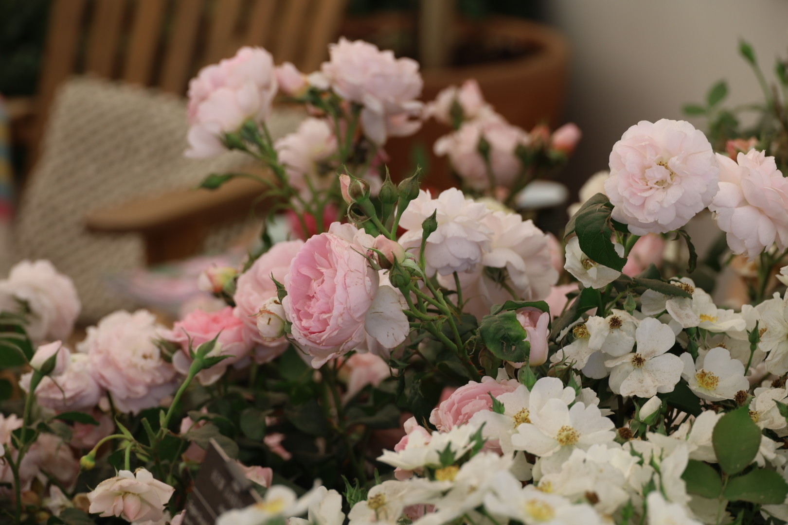 Hampton Court Rose Festival 2025: A Complete Guide to the Spectacular Rose Displays, David Austin Roses, RHS Hampton Court, 2025, David Austin display - pink roses Scepte'D Isle & white roses Kew Gardens