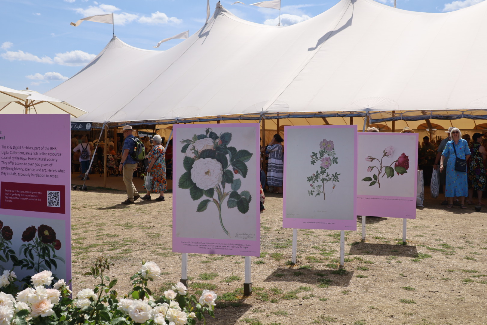 Hampton Court Rose Festival 2025: A Complete Guide to the Spectacular Rose Displays, Rose Marquee at the RHS Hampton Court Show 2025, Rose display by themarquee, Harkness roses 