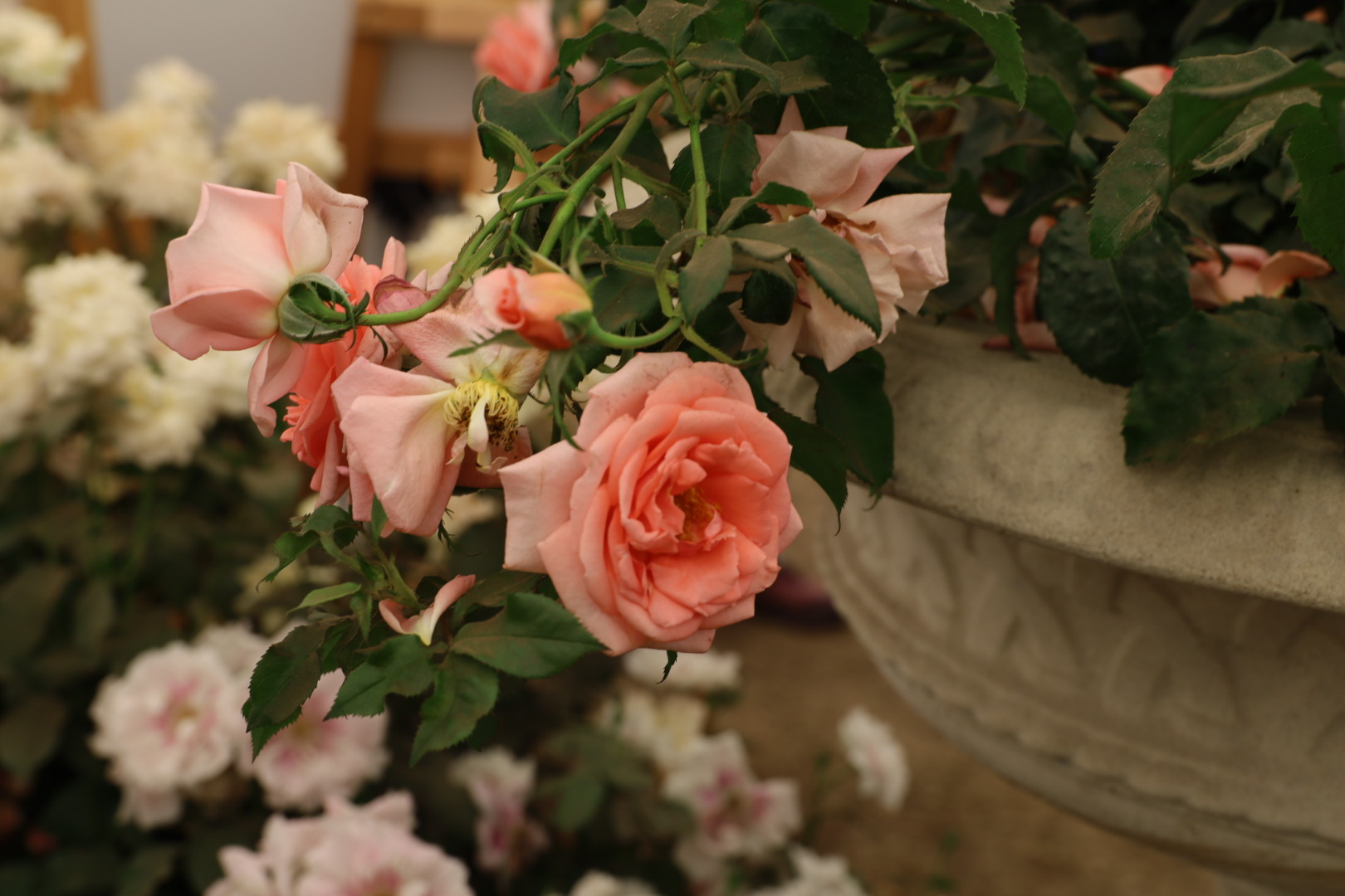 Hampton Court Rose Festival 2025: A Complete Guide to the Spectacular Rose Displays, Harkness Roses, Catherine Rose, RHS Hampton Court 2025