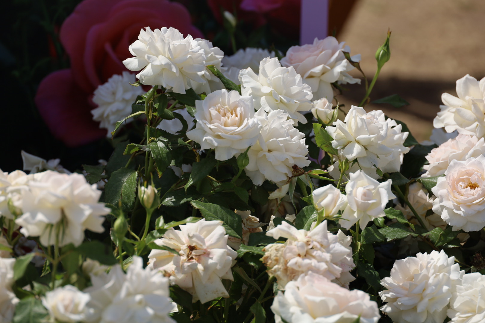 Hampton Court Rose Festival 2025: A Complete Guide to the Spectacular Rose Displays, White roses outside the rose marquee at the RHS  HamptonCourt show 