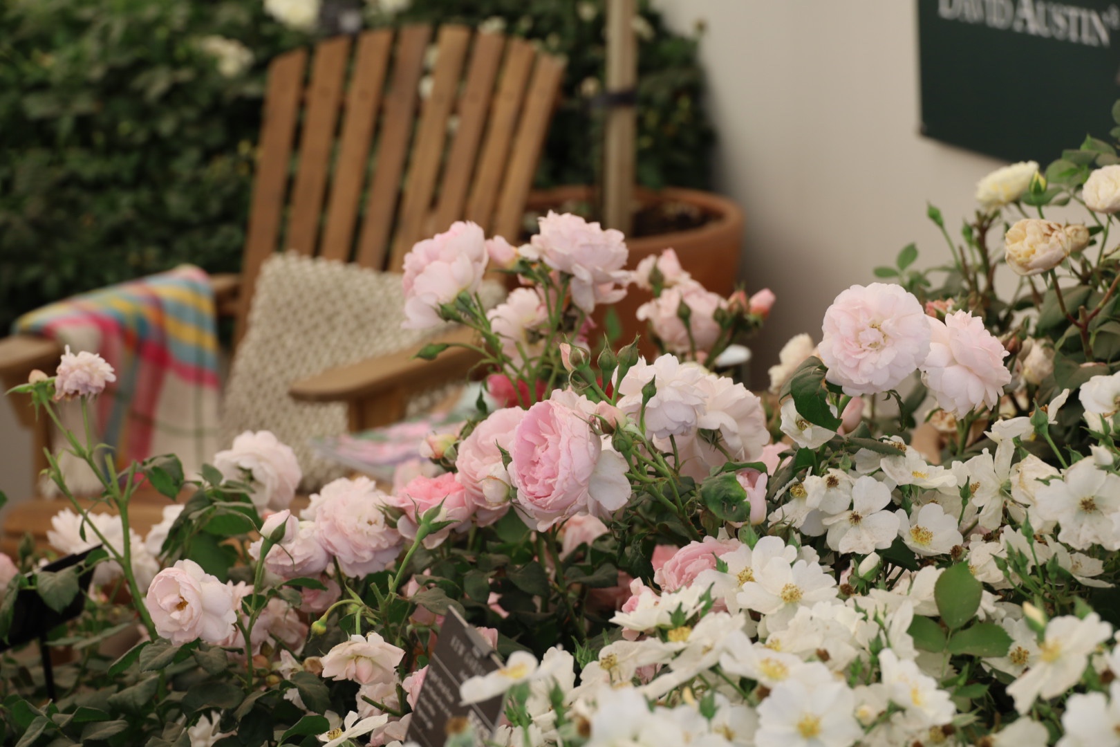 Hampton Court Rose Festival 2025: A Complete Guide to the Spectacular Rose Displays