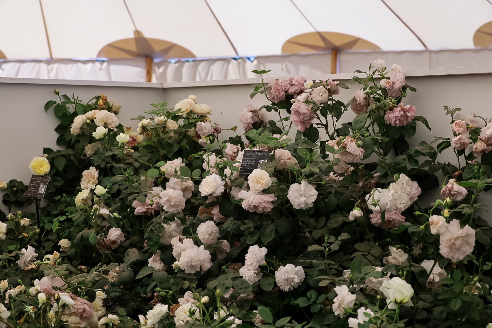 Hampton Court Rose Festival 2025: A Complete Guide to the Spectacular Rose Displays, Rose Marquee 2025 at the RHS Hampton Court show, David Austin Roses display,  Rose Strawberry Hill